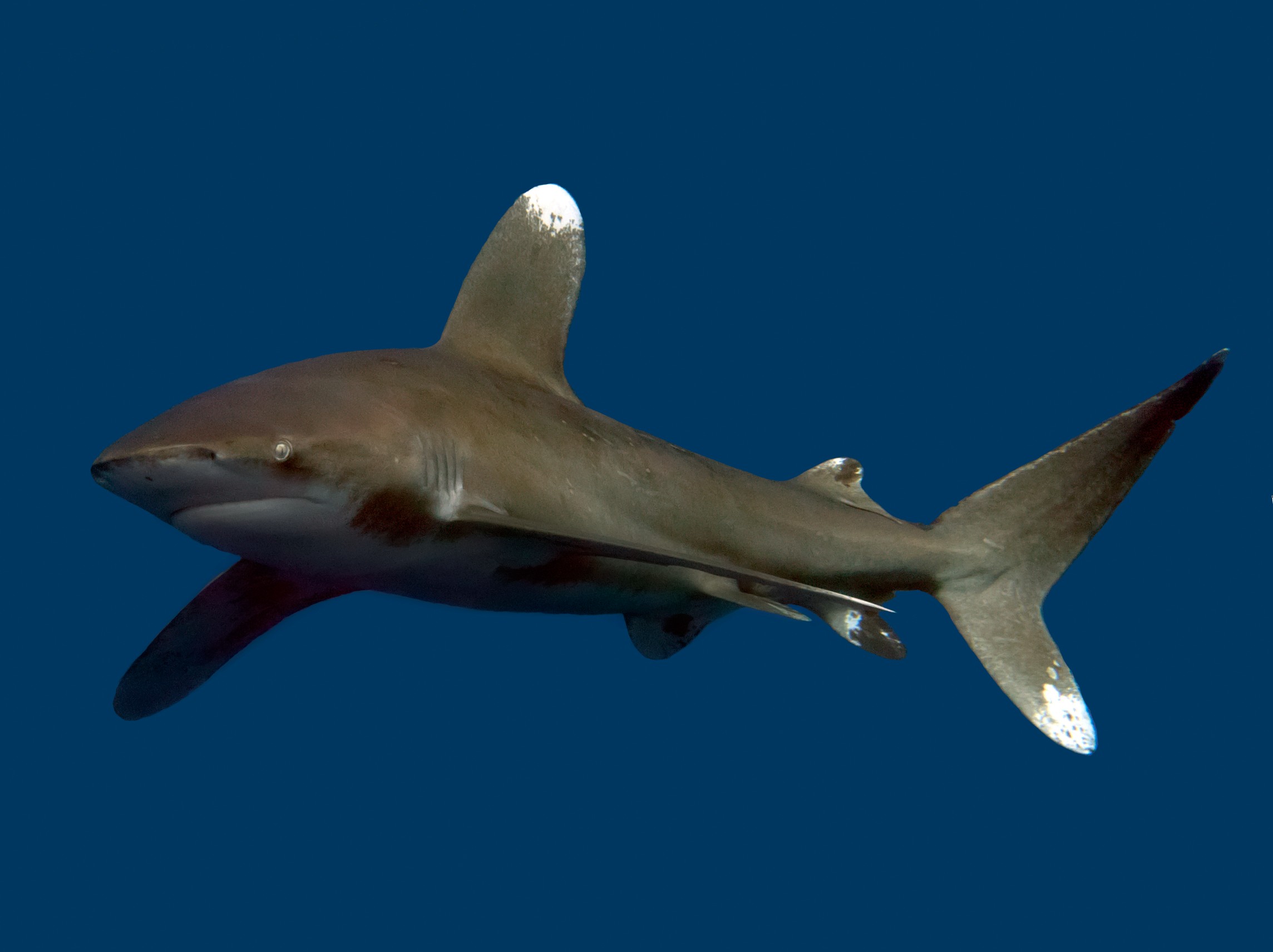 Carcharhinus longimanus, female, Egypt: Elphinstone Reef; A. Golubev
